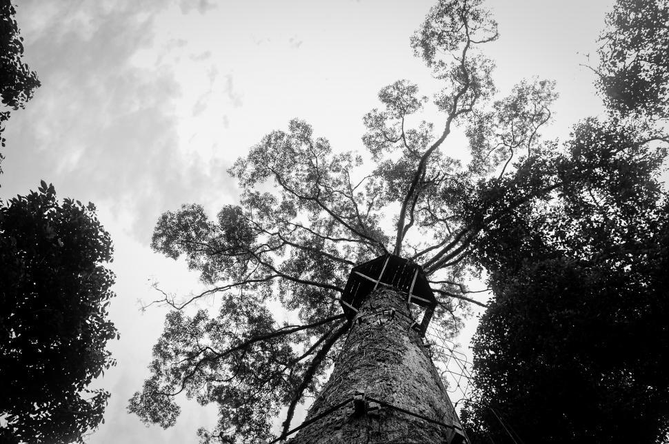 Free Image of Scaffolding on trees 