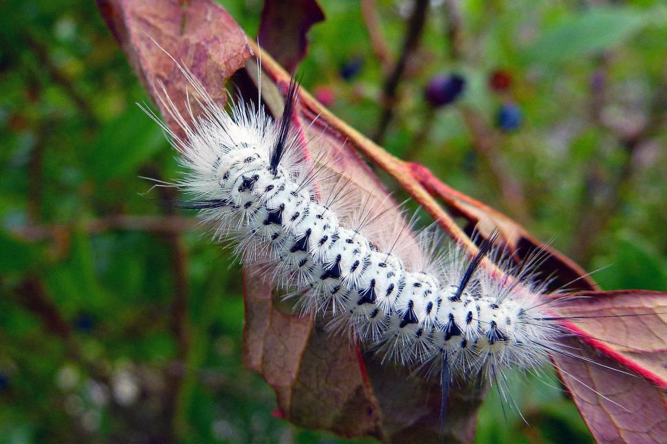 Free Image of Catapillar Climbing On A Leaf 