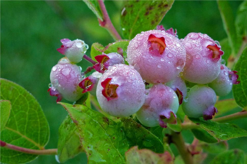 Free Image of Blueberries Not Yet Ripen 