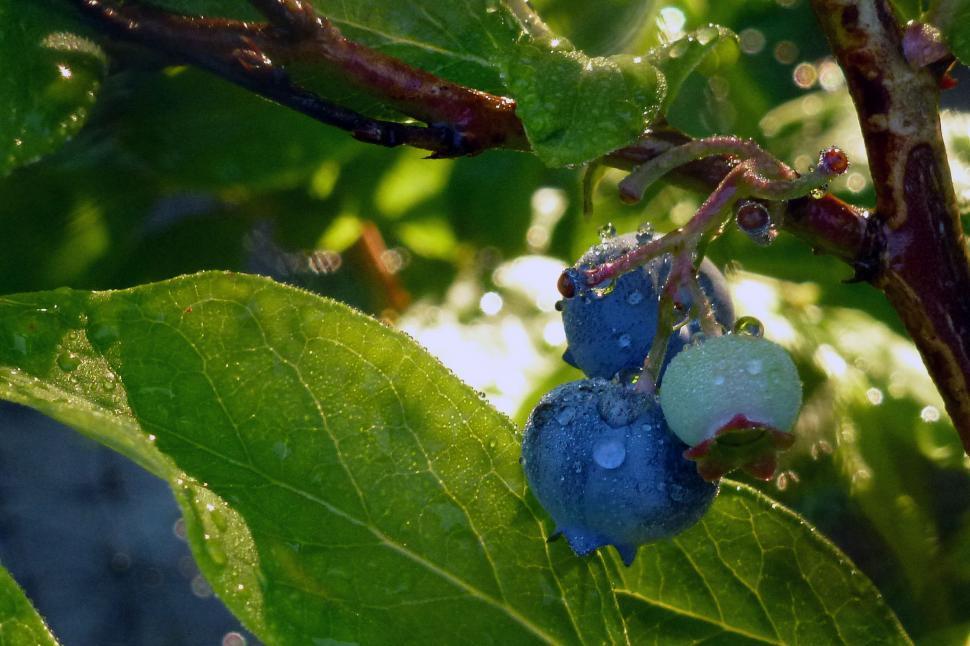 Free Image of Blueberries On The Bush 