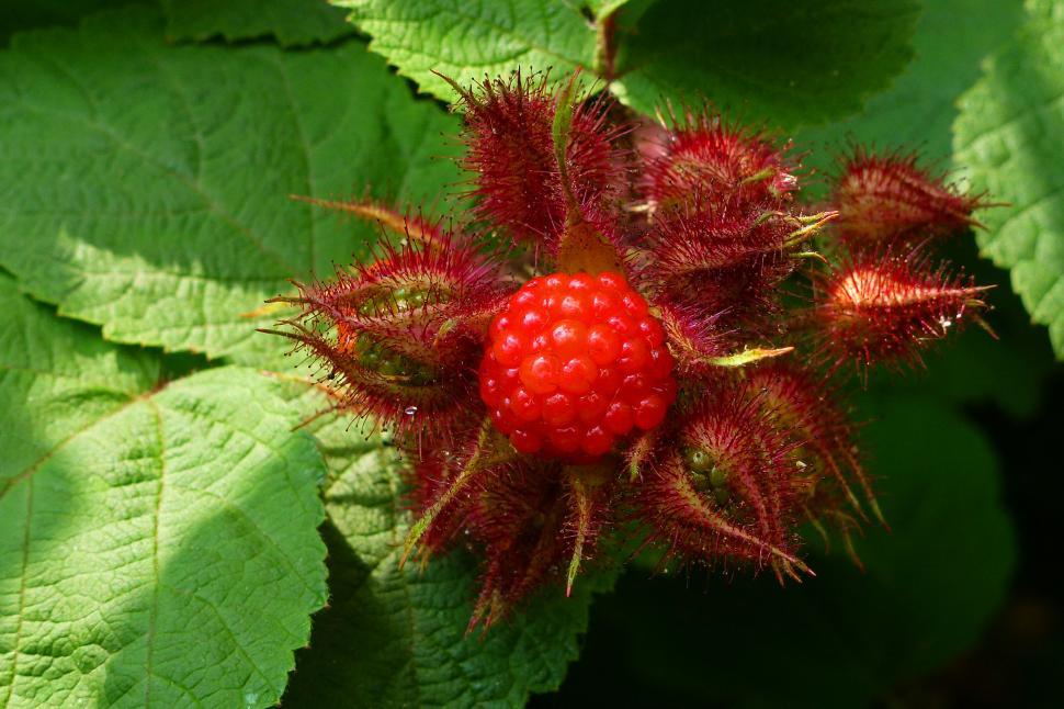 Free Image of Wild Raspberries 
