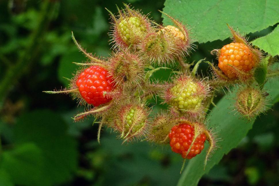 Free Image of Wild Red Raspberries 