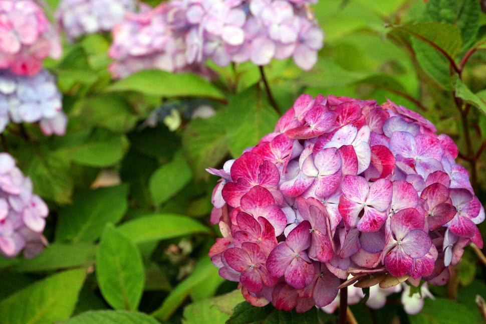 Free Image of Hydrangeas Flowers 