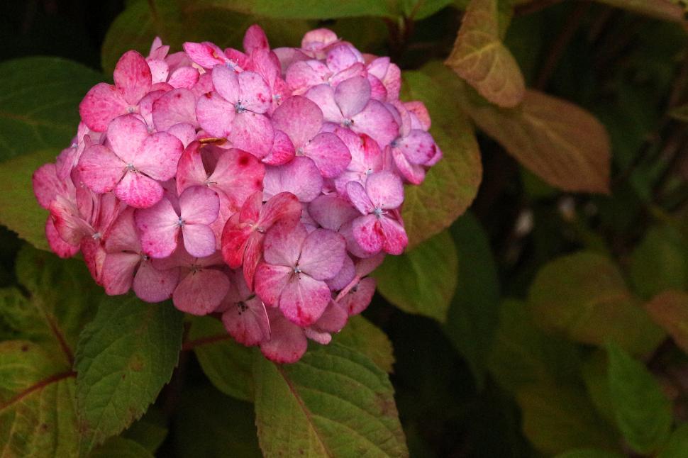 Free Image of Hydrangeas Red Flowers Closeup 