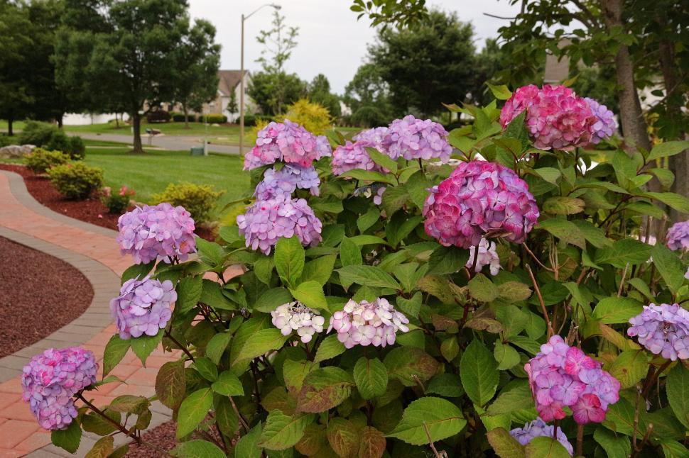 Free Image of Hydrangeas Flowers 