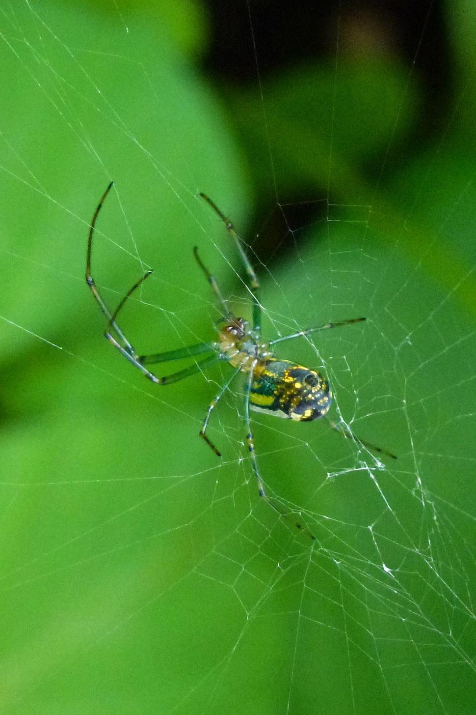 Free Image of Spider web with spider 