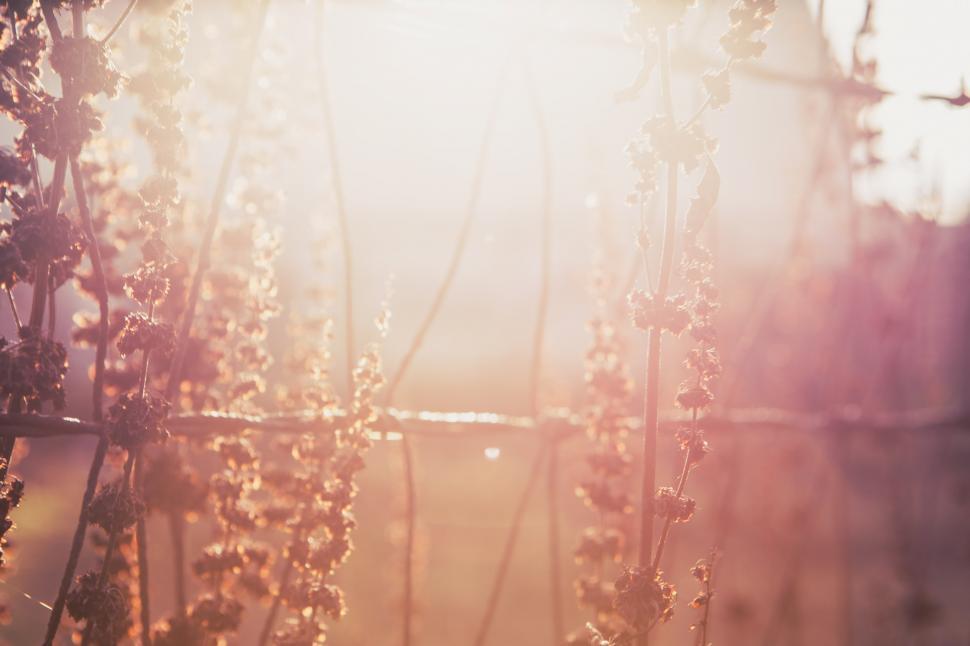 Free Image of Morning Sunlight 