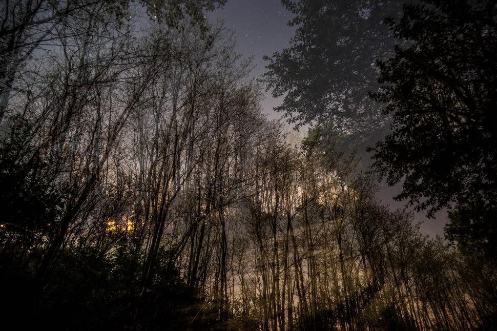 Free Image of Sunset and trees 