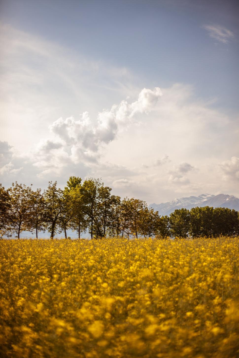 Free Image of Rapeseed field  