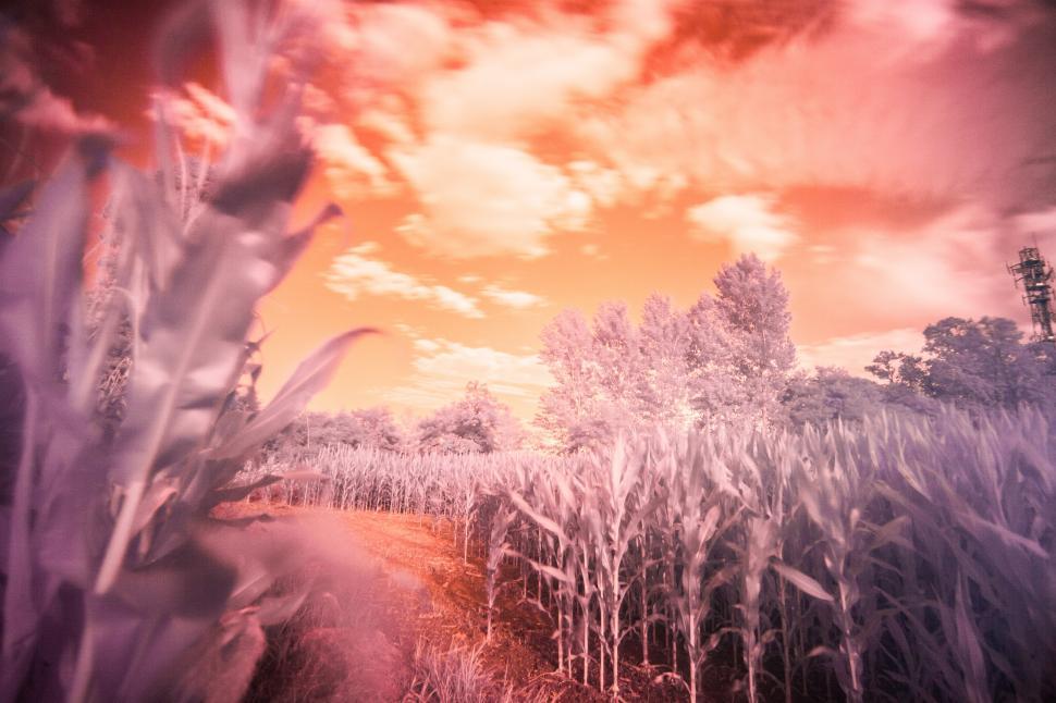 Free Image of Agricultural field  