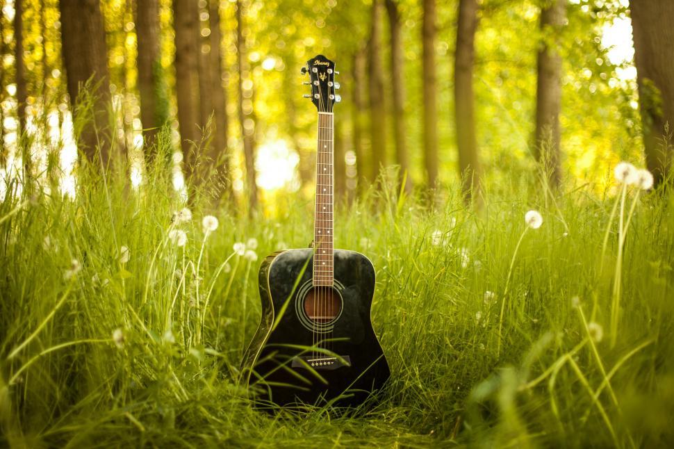 Free Image of Guitar and trees  