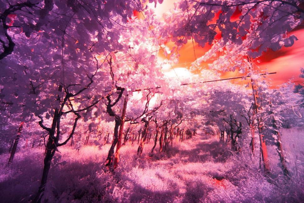 Free Image of Vineyard  