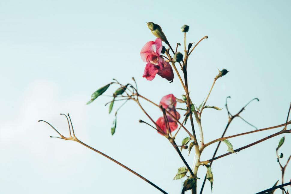 Free Image of Flowers 