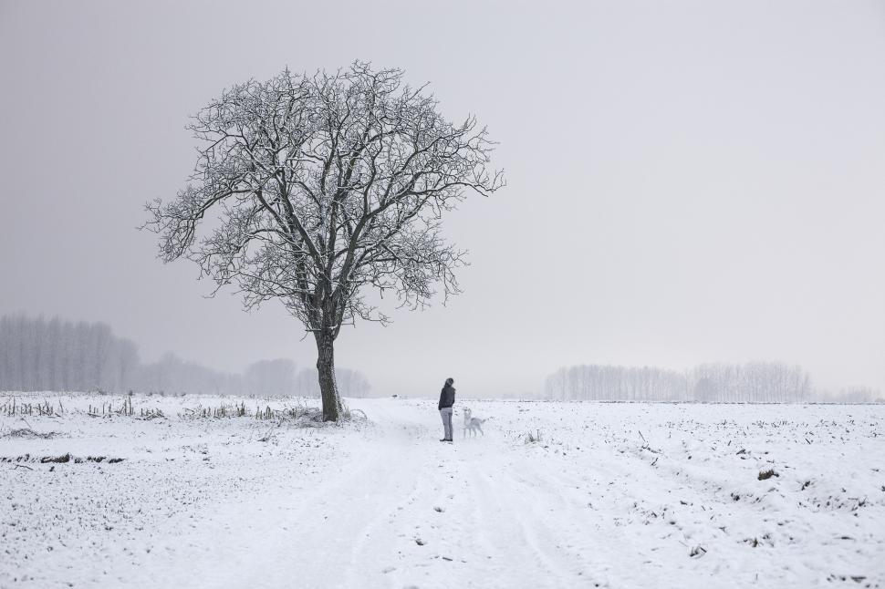 Free Image of Tree in the snow 