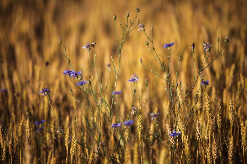 Free Image of Agricultural field 
