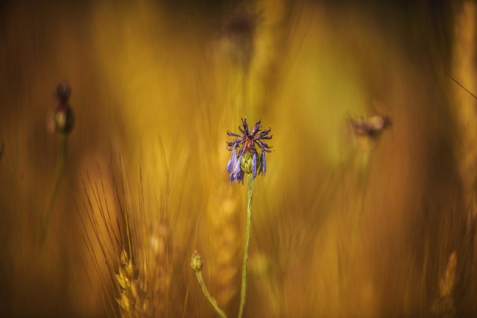 Free Image of Agricultural field  