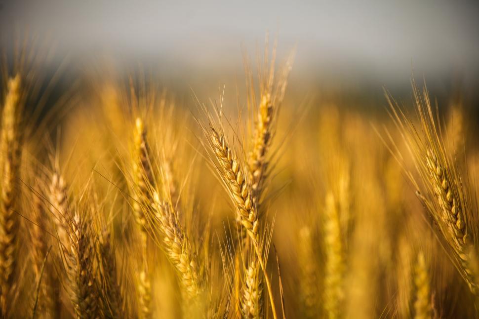 Free Image of Golden wheat field 