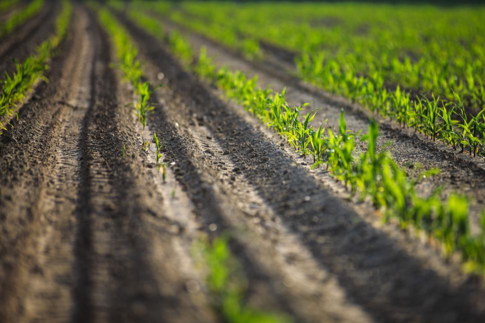 Free Image of Saplings in the filed 