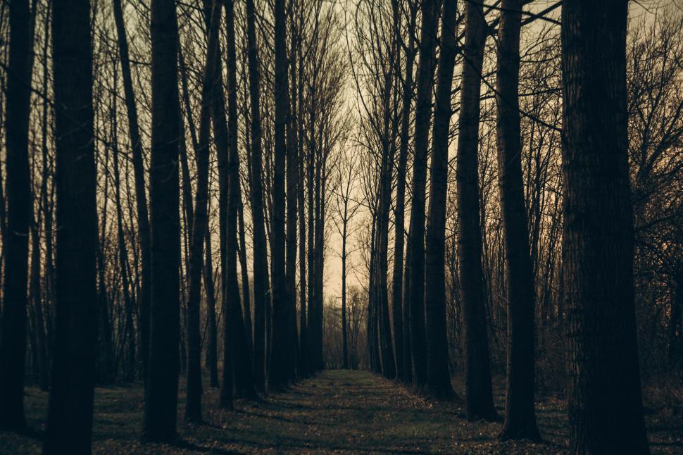 Free Image of Autumn trees 