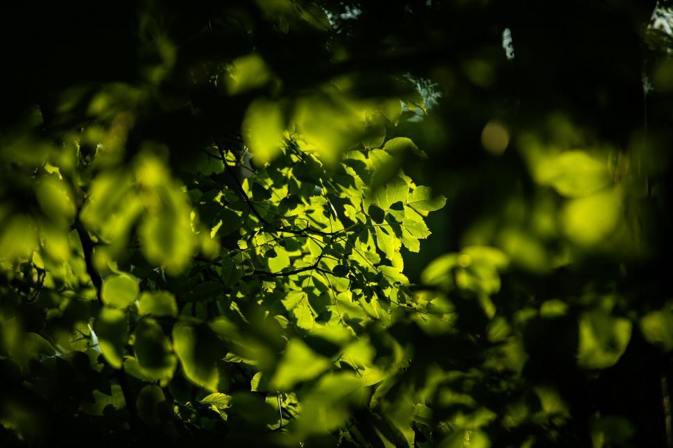 Free Image of Fresh parsley herb 