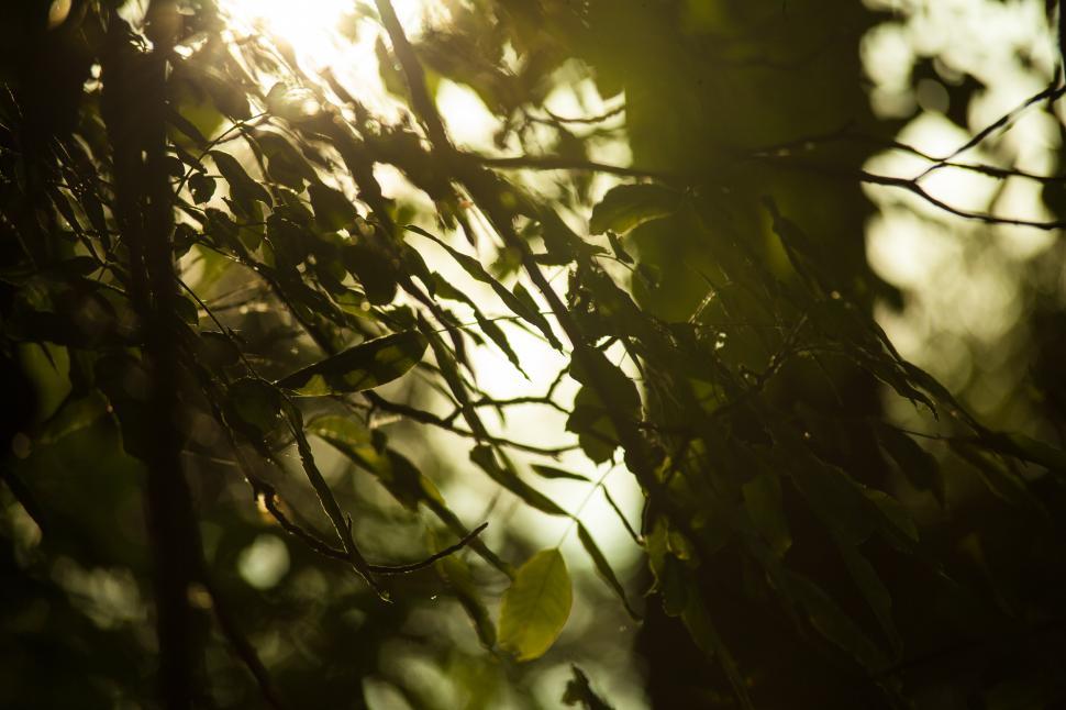 Free Image of Sun shining 