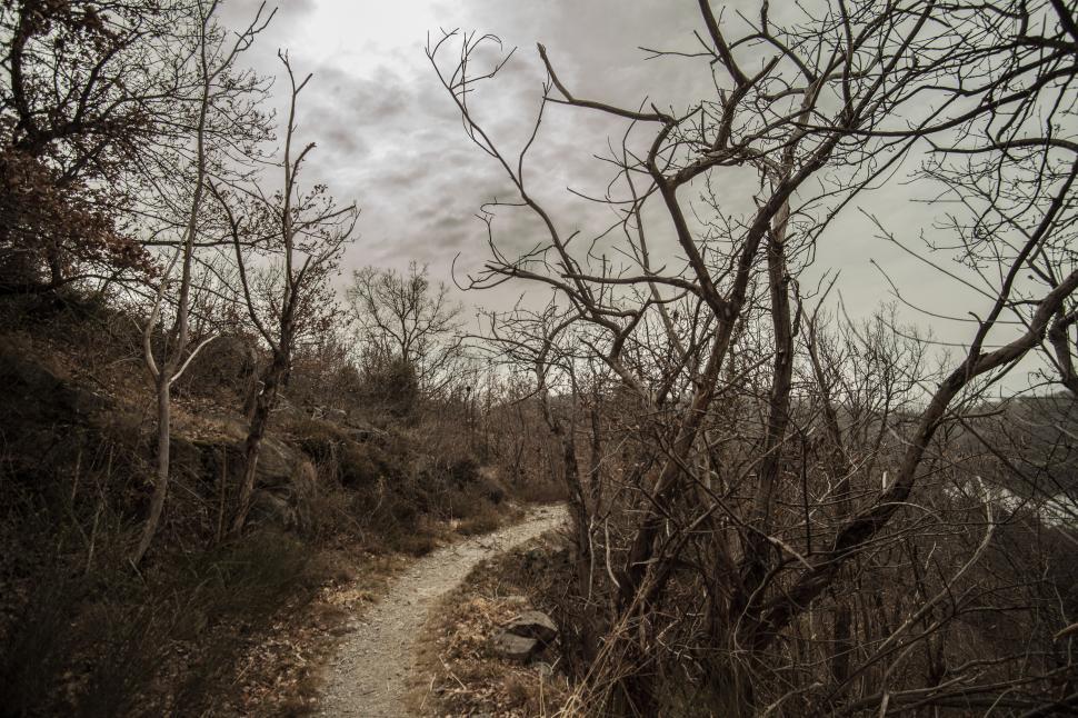 Free Image of Pathway in autumn  