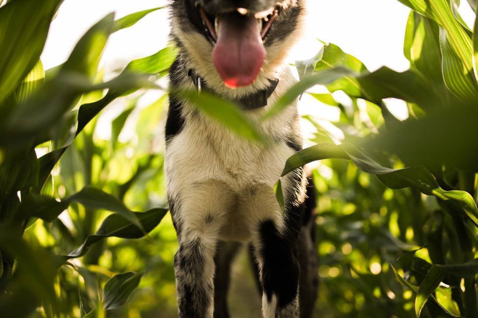 Free Image of Dog in the filed 