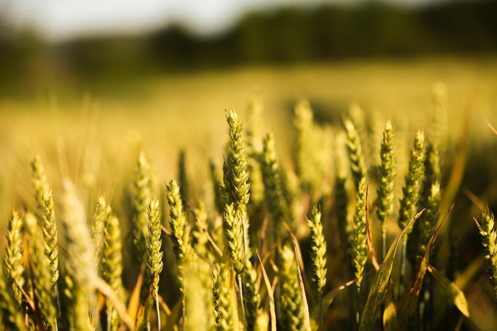 Free Image of Wheat field  