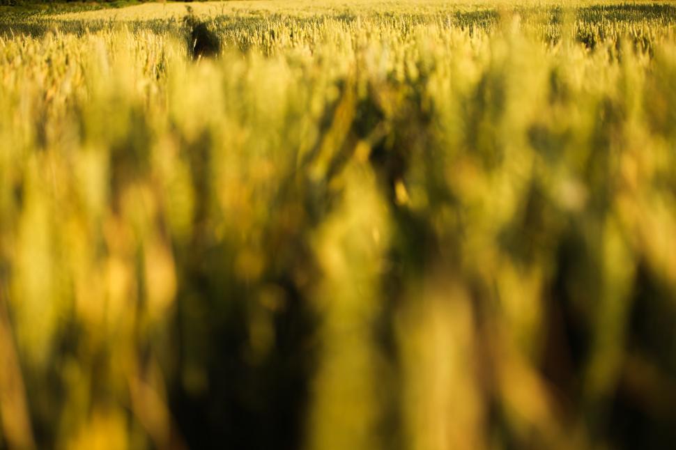 Free Image of Golden wheat field  