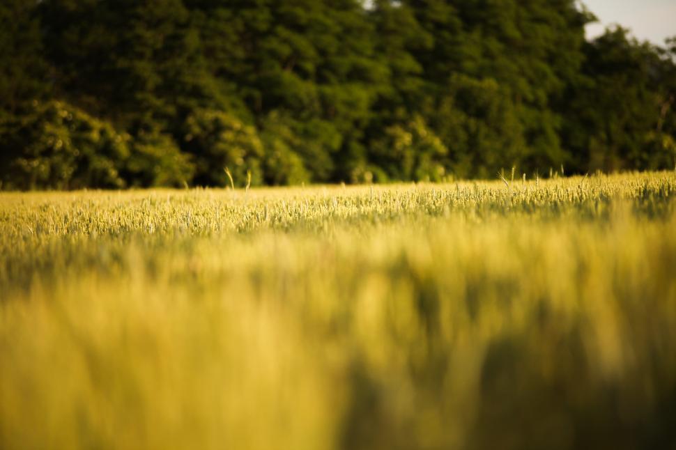 Free Image of Golden wheat field  