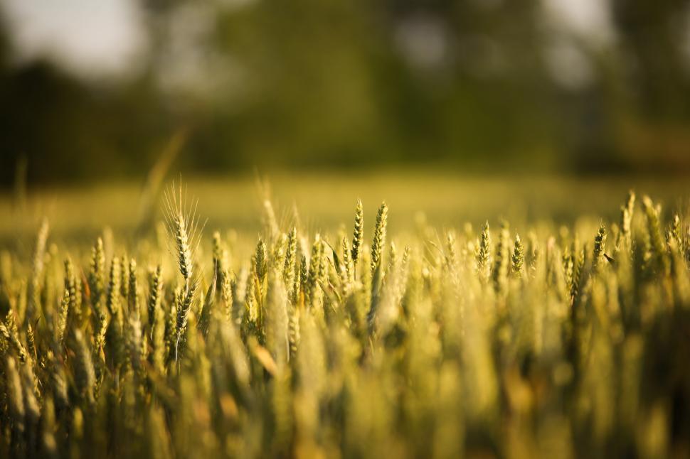 Free Image of Golden wheat field  
