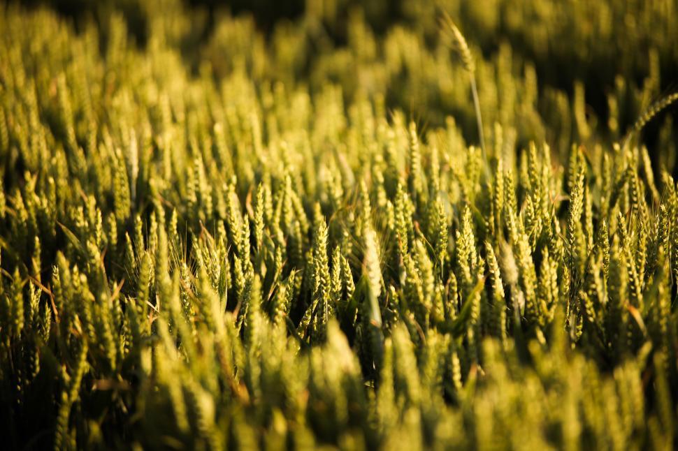 Free Image of  Golden wheat field  