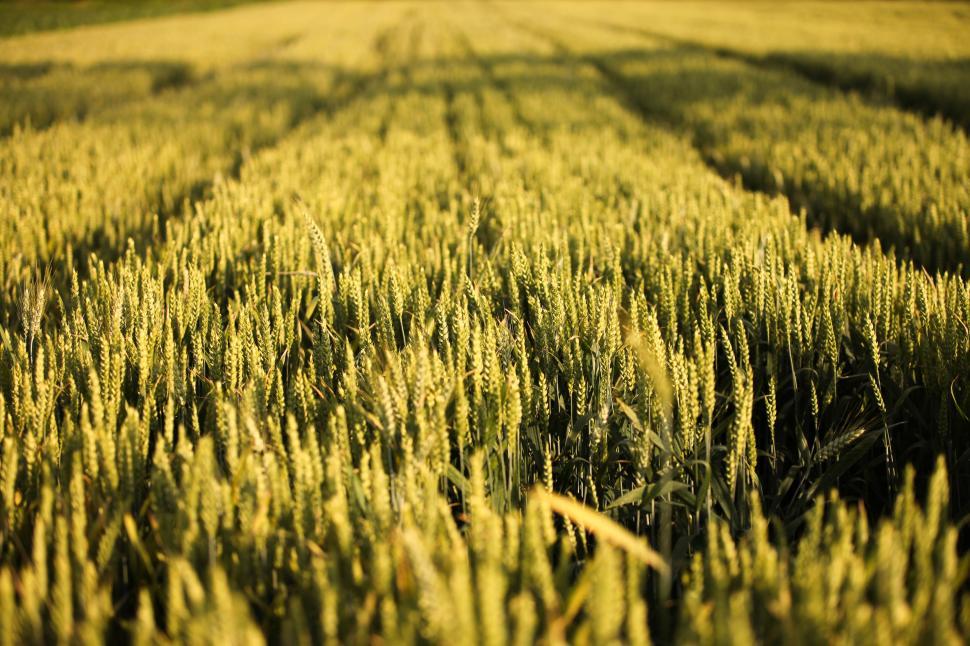 Free Image of  Golden wheat field  