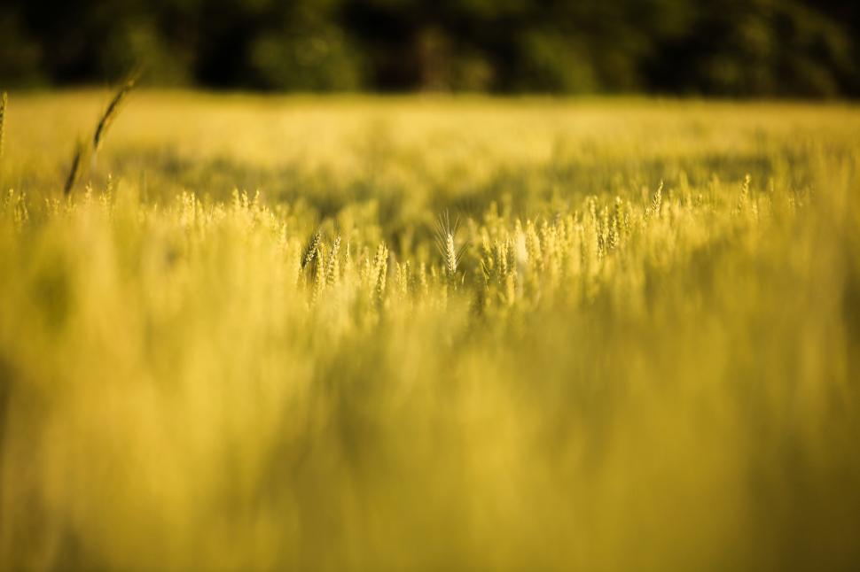 Free Image of  Golden wheat field  