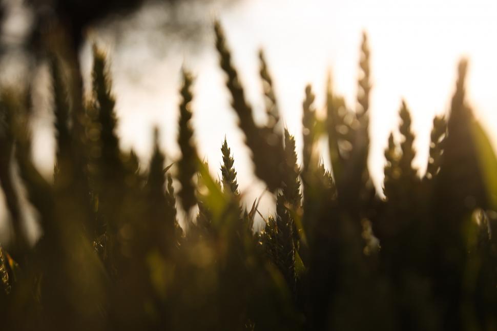 Free Image of Golden wheat field  