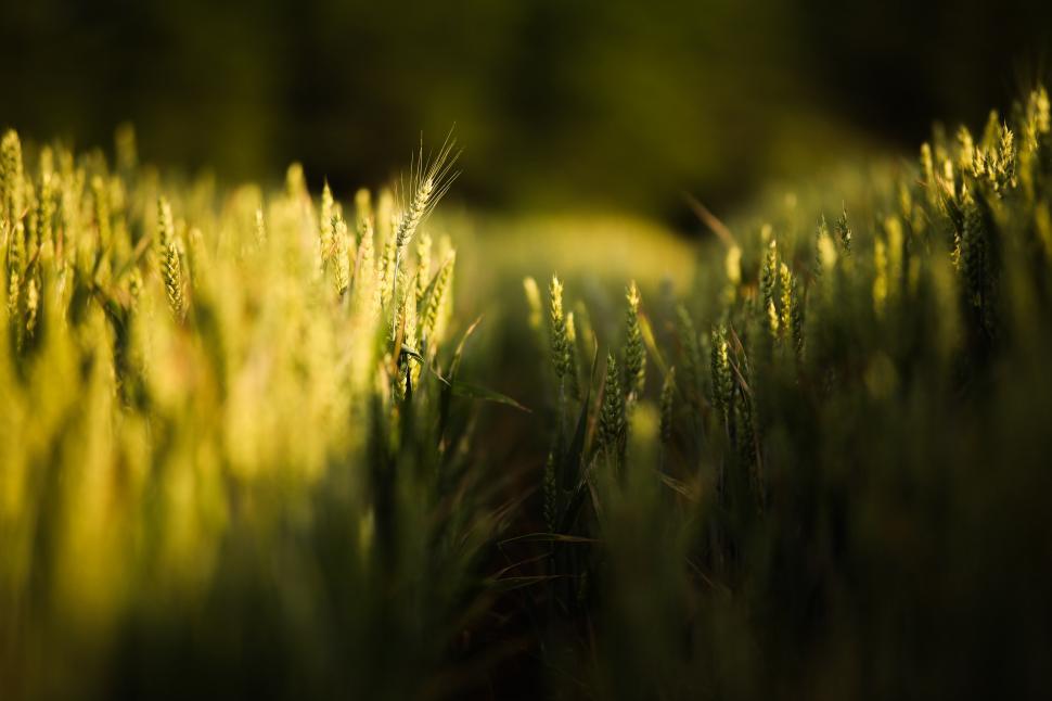 Free Image of Golden wheat field  