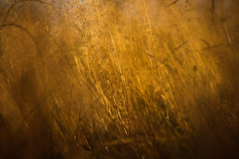 Free Image of Golden wheat field  