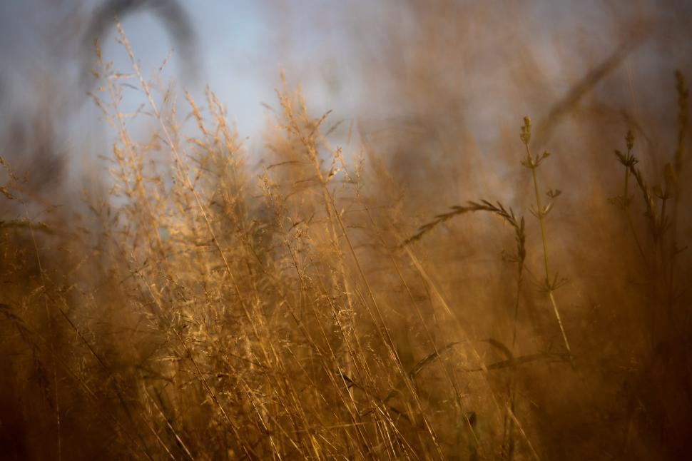 Free Image of Golden wheat field  