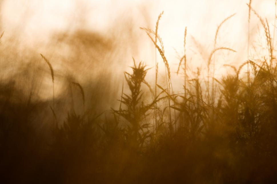 Free Image of Golden wheat field  