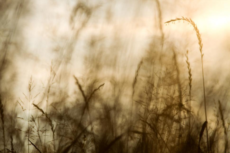 Free Image of Golden wheat field 