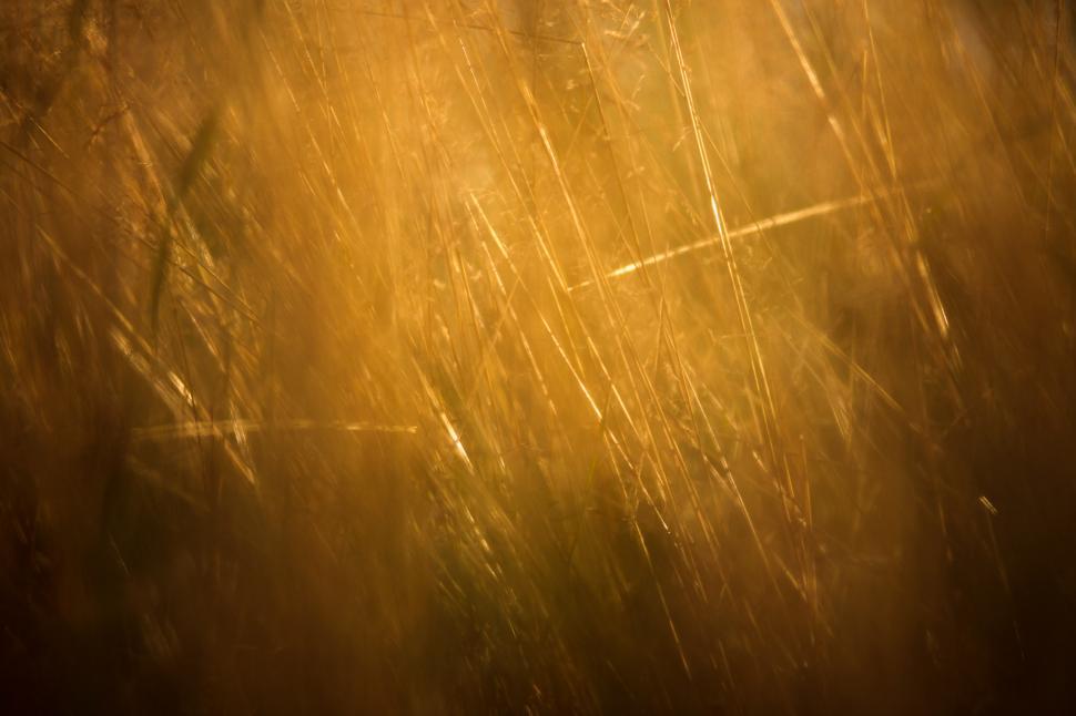 Free Image of Golden wheat field 