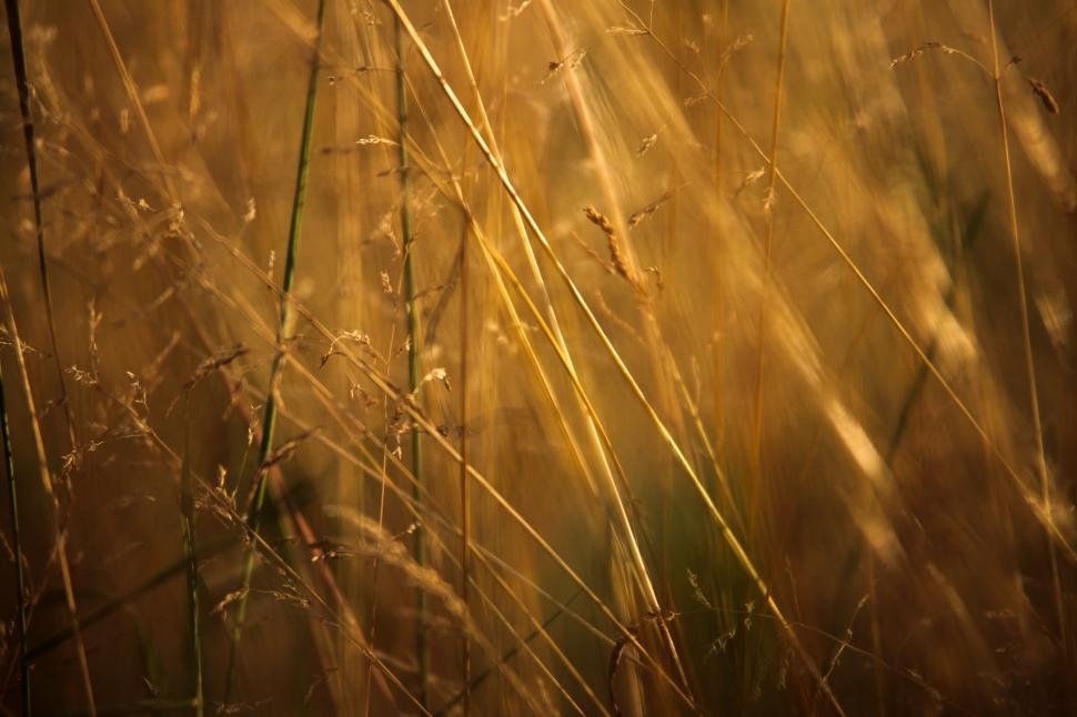 Free Image of Golden wheat field 