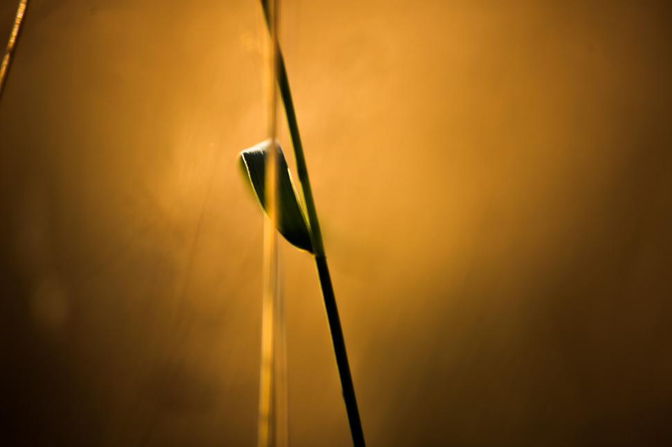 Free Image of  Golden wheat field  