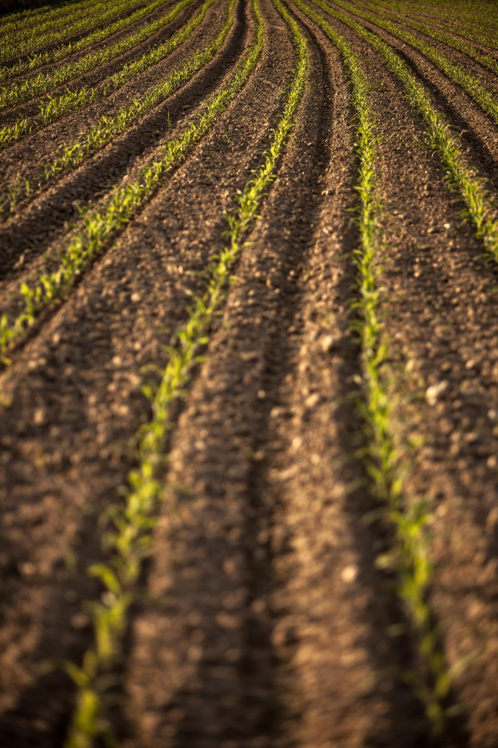 Free Image of Saplings in the filed 