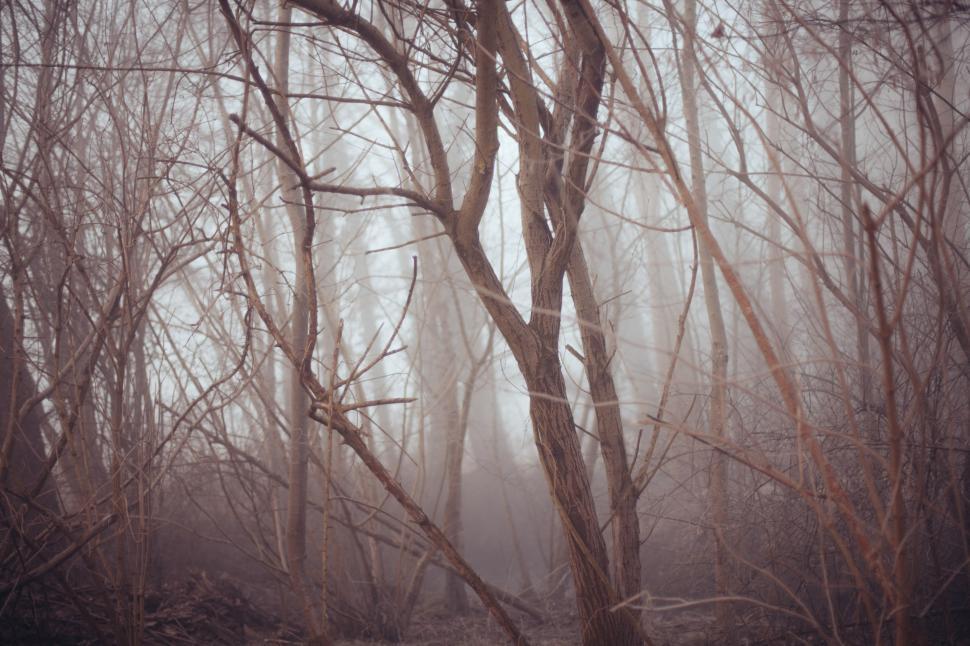 Free Image of  Tree Branches  