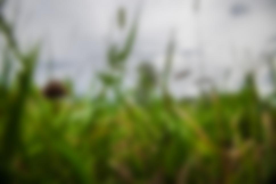 Free Image of Agricultural field 