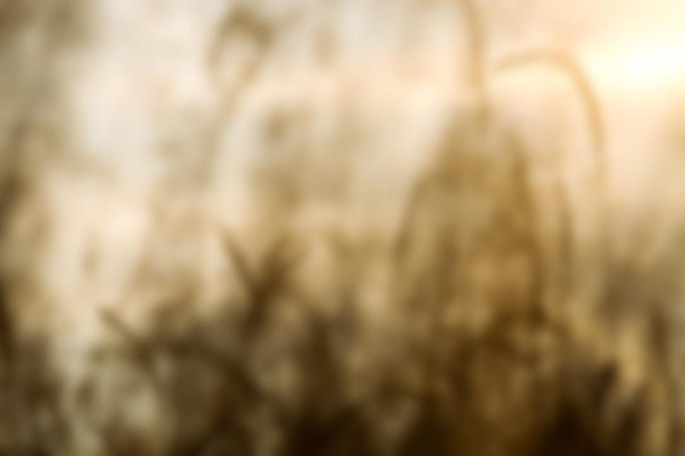 Free Image of Agricultural field 