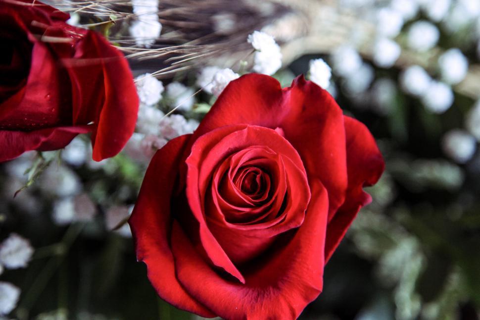 Free Image of Bright red rose 