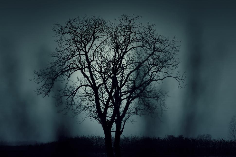 Free Image of Tree Branches  
