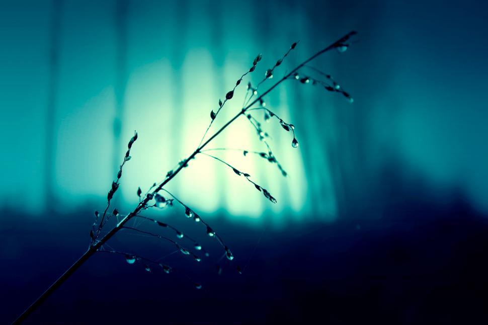 Free Image of Dew drop on a plant 
